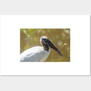 Wood stork in  wildlife preserve Posters and Art